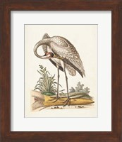 Framed Antique Heron & Cranes IV