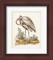 Framed Antique Heron & Cranes IV