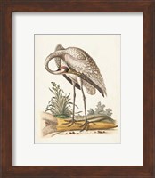 Framed 'Antique Heron & Cranes IV' border=