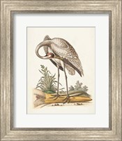 Framed Antique Heron & Cranes IV