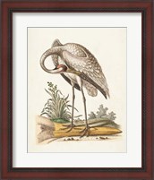 Framed Antique Heron & Cranes IV