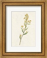 Framed Delicate Yellow I