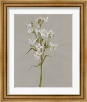 Framed 'White Field Flowers I' border=