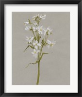 Framed 'White Field Flowers I' border=