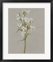 White Field Flowers I Framed Print