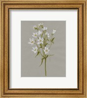 Framed 'White Field Flowers II' border=