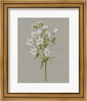Framed 'White Field Flowers II' border=