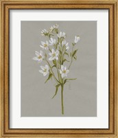 Framed White Field Flowers II