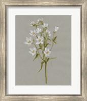 Framed White Field Flowers II