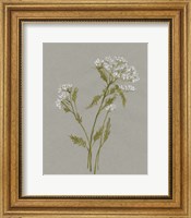 Framed White Field Flowers III