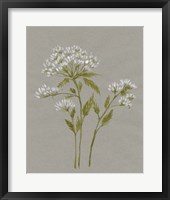 White Field Flowers IV Framed Print