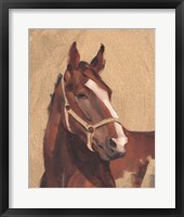 Thoroughbred IV Framed Print