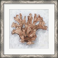 Framed Coral Display I