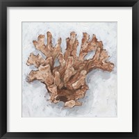 Coral Display I Framed Print