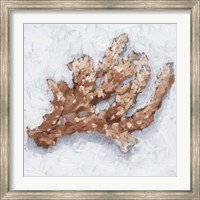 Framed Coral Display II