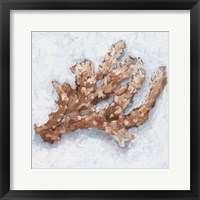 Framed Coral Display II