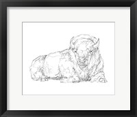 Framed Bison Contour Sketch I