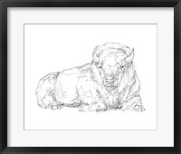 Framed Bison Contour Sketch I