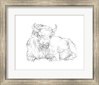 Framed Bison Contour Sketch II