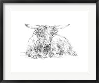Framed Highland Cattle Sketch II