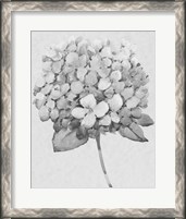 Framed Silvertone Floral II