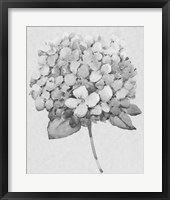Silvertone Floral II Framed Print