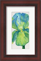Framed Iris Bloom in Green I