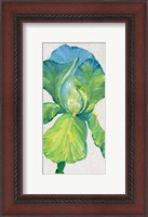 Framed Iris Bloom in Green II