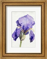 Framed Iris in Bloom I