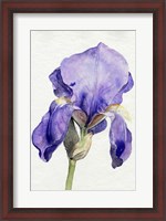 Framed Iris in Bloom I