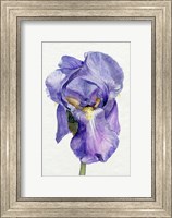 Framed Iris in Bloom II