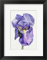 Framed Iris in Bloom II