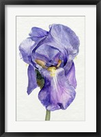 Iris in Bloom II Framed Print