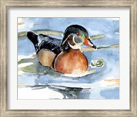 Framed Watercolor Woodduck II