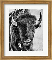 Framed Buffalo Portrait