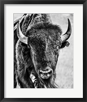 Framed Buffalo Portrait