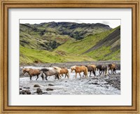 Framed Collection of Horses II