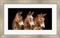 Framed Collection of Horses IV