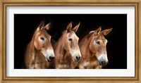 Framed Collection of Horses IV