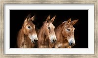 Framed Collection of Horses IV