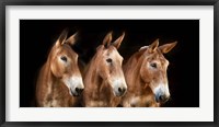 Framed Collection of Horses IV