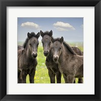 Framed Collection of Horses IX