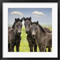 Framed Collection of Horses IX
