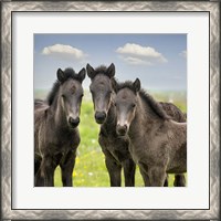 Framed Collection of Horses IX