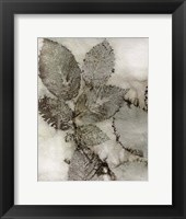 Framed Birch Leaves II