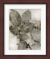 Framed Birch Leaves II