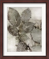 Framed Birch Leaves II