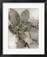 Framed Birch Leaves II