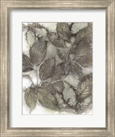 Framed Dogwood Leaves III
