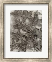 Framed Sweet Gum Leaves